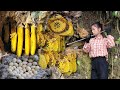 Spray video of the process of exploiting forest honey living with nature - ha thi muon