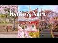 Spring in Kyoto & Nara| cherry blossom hunting, cafe hopping, Sannenzaka, Nara park | JAPAN VLOG