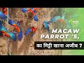 The Wild Macaw parrot's | Full Episode 1 | Hindi Documentary.