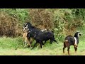 WOW!! Amazing Breeding Goat - How to breeding goat