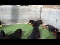Rottweiler 60 days old,B Litter