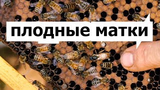Как сделать отводок есть плодная матка Как сделать отводок есть плодная матка