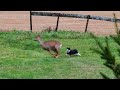 Cat vs deer: cat runs after deer and deer gets annoyed