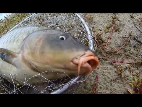рыбалка на карпа и карася с михалычем видео рыбалка на карпа и карася с михалычем видео