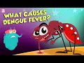 What Causes Dengue Fever? | DENGUE | The Dr Binocs Show | Peekaboo Kidz
