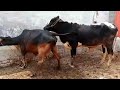Master Bull Breedar | Natural Cow mating | animals meetup