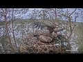 Golden eagle brought owl and feeds chick