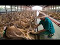 Chinese Deer Farm - Why do China MASS CUT DEER HORNS?