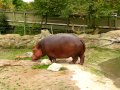 Hippo gets explosive diarrhea.