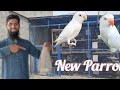 New White Parrot AA gya 🦜|| Parrots House||