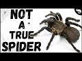 If Tarantulas Are NOT True Spiders, Then What Are They?
