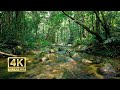 Reduce Stress With Babbling Brook Sounds - This Nature Sound really Heals my soul - 4K ASMR 10 Hours