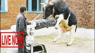 Intelligent Technology Smart Farming Automatic Cow Milking Machine, Feeding, Cleaning, Washing #ARJ