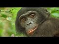 From The Heart of the Jungle - BONOBOS