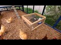 How To Integrate Young Chickens Into The Flock