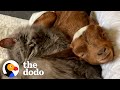 Baby Goat Grows Up Believing She's a Cat | The Dodo Little But Fierce