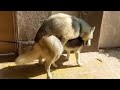 Powerful Dog Mating