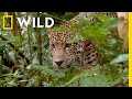 🔴 LIVE: Killer Clashes: Survival of the Fittest | Animal Fight Night S3 FULL EPISODES | Nat Geo