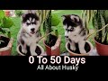50 Days Journey of Siberian Husky Puppy | Facts About Siberian Huskies