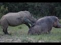 Rhino and Hippo Date Night Part 1