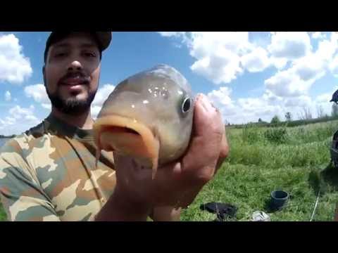 видео селедка из жереха видео селедка из жереха