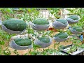 Growing watermelon hanging hammock for beginners, Fruit is big and sweet