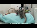 Download Lane v. Pink Puff! Gilmore Girls on TinyKittens.com mp4 3gp mp3 videos - waplic