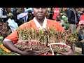 Kenya Miraa Most Expensive in the World | Secret Revealed
