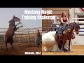 Mustang Magic 2023  (100 Day Training Challenge)
