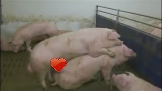 Intelligent Technology Smart Farming Automatic milking machine, Pig insemination, Feeding