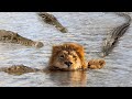 OMG!! Swimming Lions Family Was Suddenly Attack By Group Of Crocodile Too Brutally - Harsh Wild Life