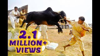 Cow Mandi 2017 Latest Update First 3 Trucks Unloading in Block 13 | Bakra Eid 2017 | Full HD Video 2
