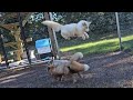 Fur farm foxes running and jumping for the first time!
