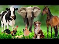 Distinguishing terrestrial animals - Horse, Elephant, Cat, Dog, Cow - Animal Sounds