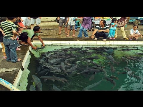 Download Misteri Ikan Dewa Ikan Keramat Di Indonesia On The Spot Trans 7 Terbaru Februari 2017 free