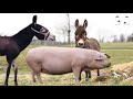 Donkey and pig are animals! but ?..EG Mix  story