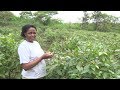Miraa Farming Tips: From planting to the market  - Eye on County