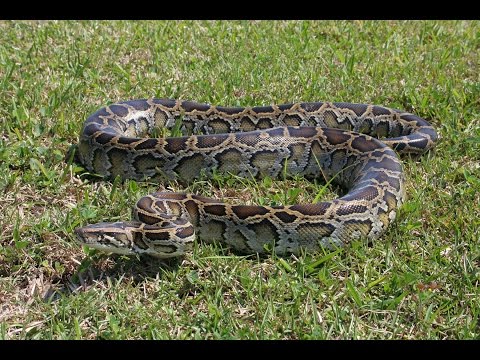 Clip sex python, naked wife fucked