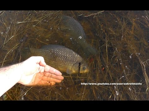 погода для ловли карася в марте погода для ловли карася в марте