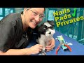 Puppy Private area, Paw Pads, and Nail Trim Lesson