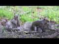 Mating Palm Squirrels || Squirrel Collection 4K ULTRA HD TV
