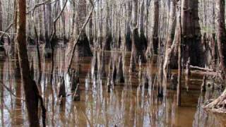 What are Wetlands?
