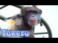 Rest in peace　Takeru🌈　Asahiyama Zoo　Chimpanzee　202404