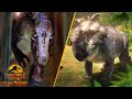 ALL The Dinosaurs In The New Jurassic World Chaos Theory Trailer - NEW SPECIES REVEALED!