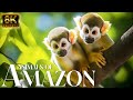Amazon Animals In 8K ULTRA HD | Wild Animals of Rainforest