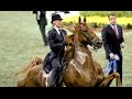CH Bravo Blue - 2015 UPHA American Saddlebred Open Five-Gaited Horse of the Year
