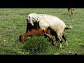 Breeding goat 9