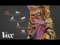 Download Meet the designer cats with wild blood mp4 3gp mp3 videos - waplic