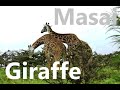長頸鹿 Masai Giraffe