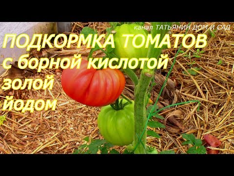 Высадка рассады помидоров в открытый грунт: как сажать томаты Лучшие подкормки для помидор во время цветения